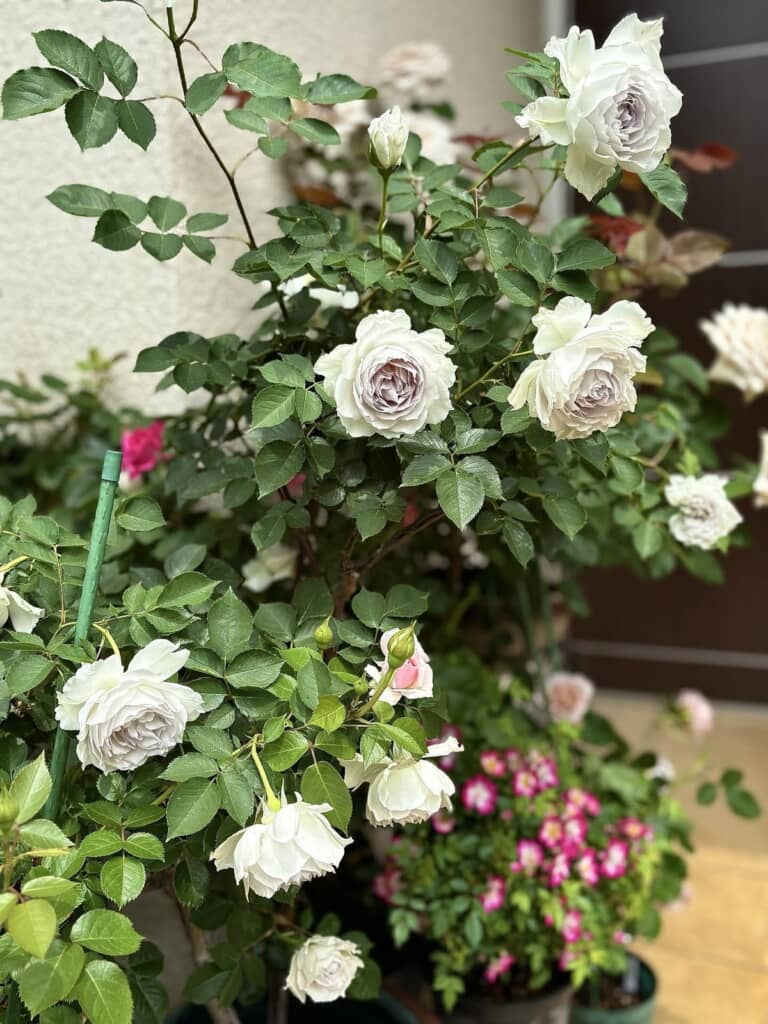 花びらが何層にもなったバラ