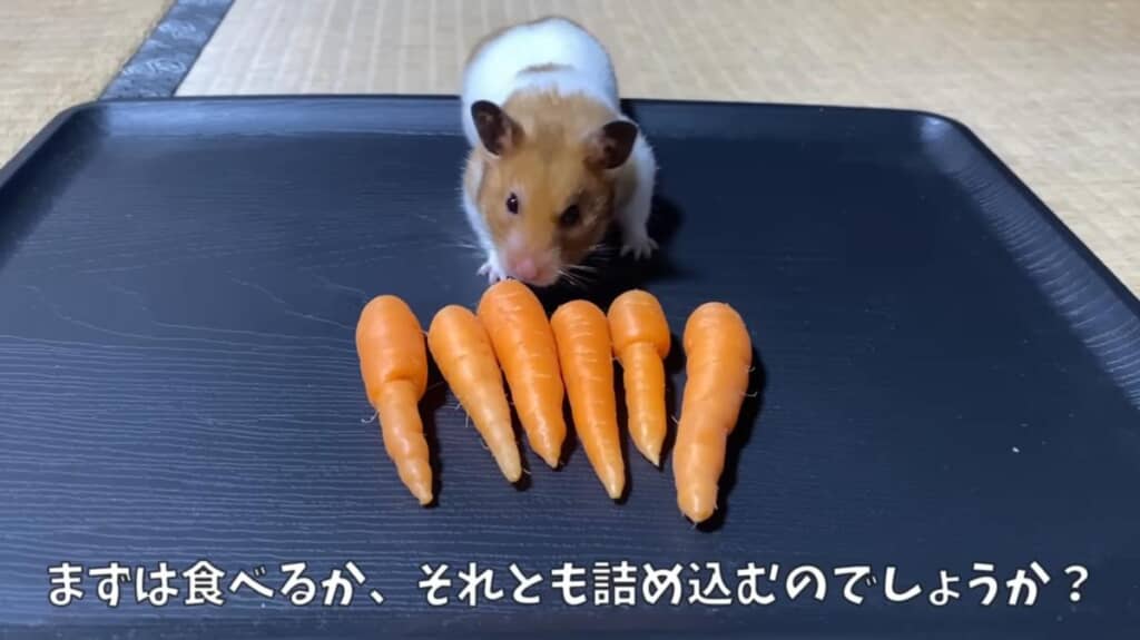 ゴールデンハムスターの「はむのすけ」くん