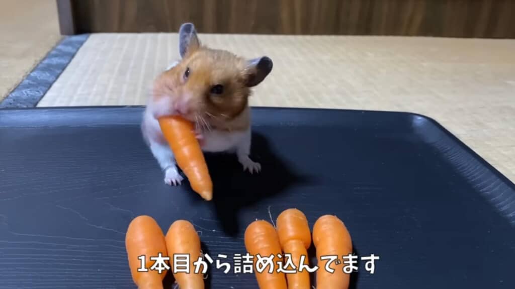 1本目から頬袋に詰め込もうとするはむのすけくん