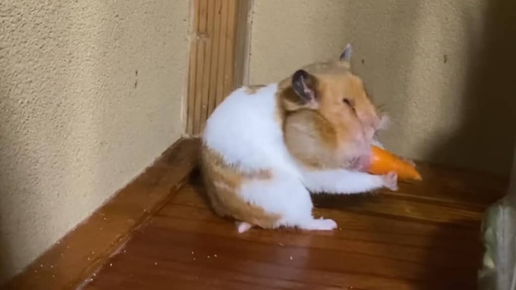 にんじんを出し入れして整理整頓中