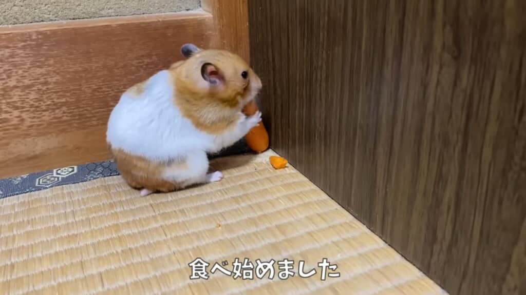 安全地帯を発見してお食事
