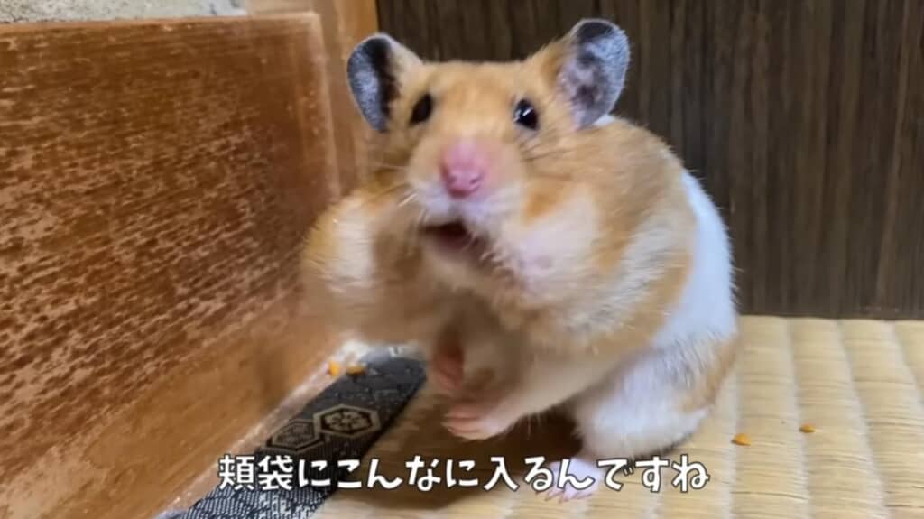 頬袋に機能に驚き！