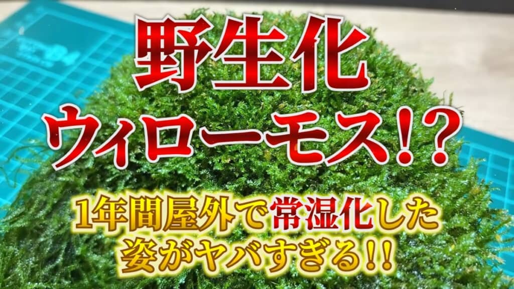ウィローモスを1年間、常湿化で育てたら……