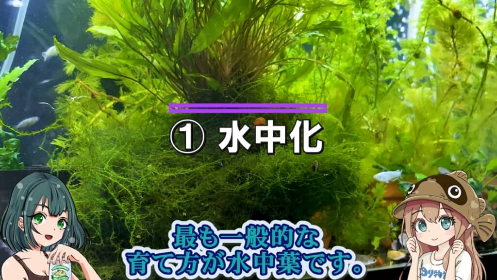 水中化