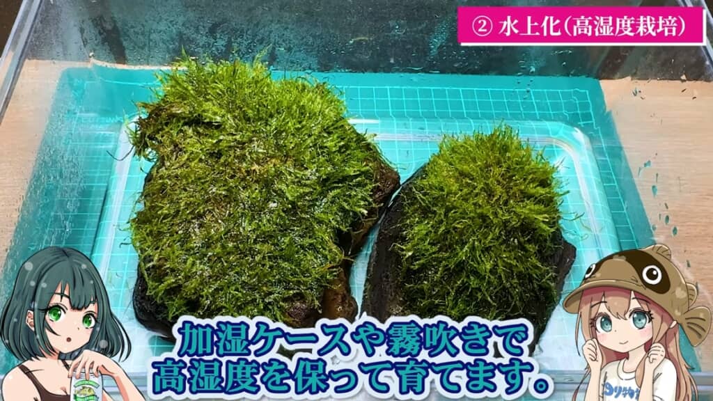 水上化