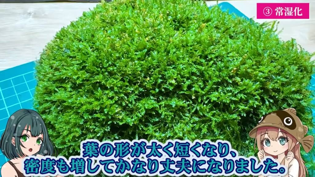 常湿化