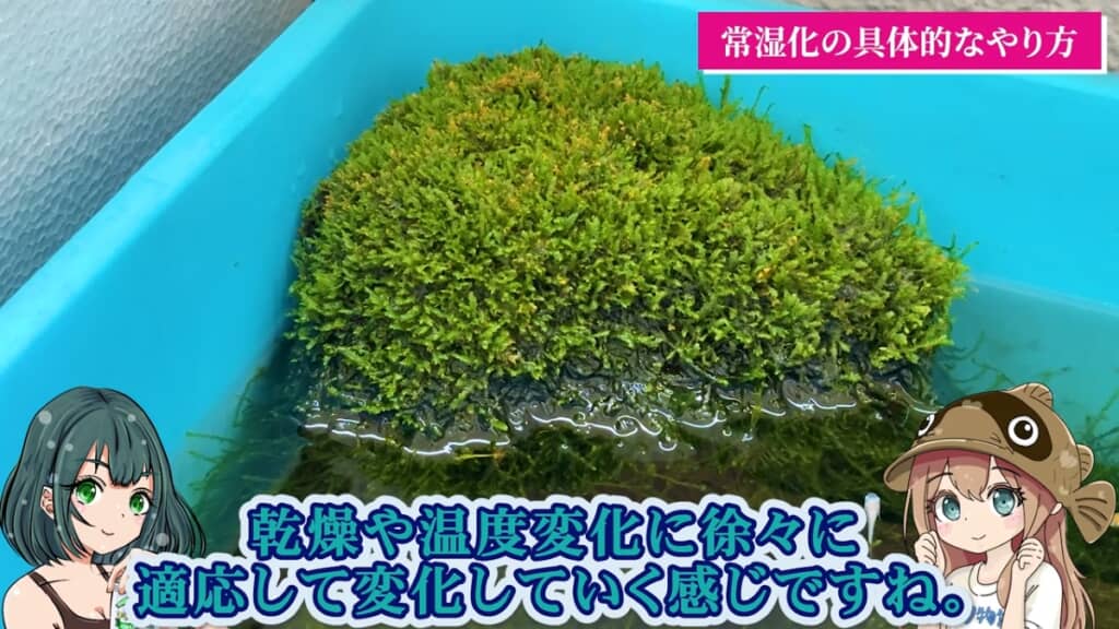 徐々に常湿化した葉に入れ替わります
