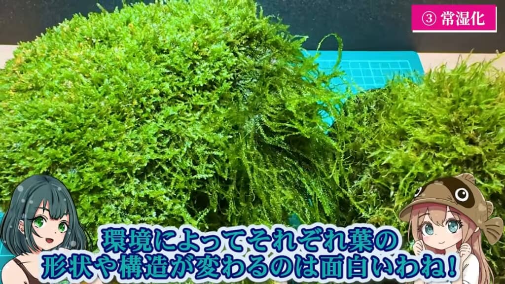 3パターンを並べるとこんなに違う