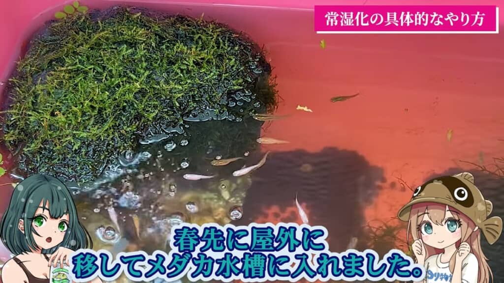 屋外でメダカ水槽に入れました