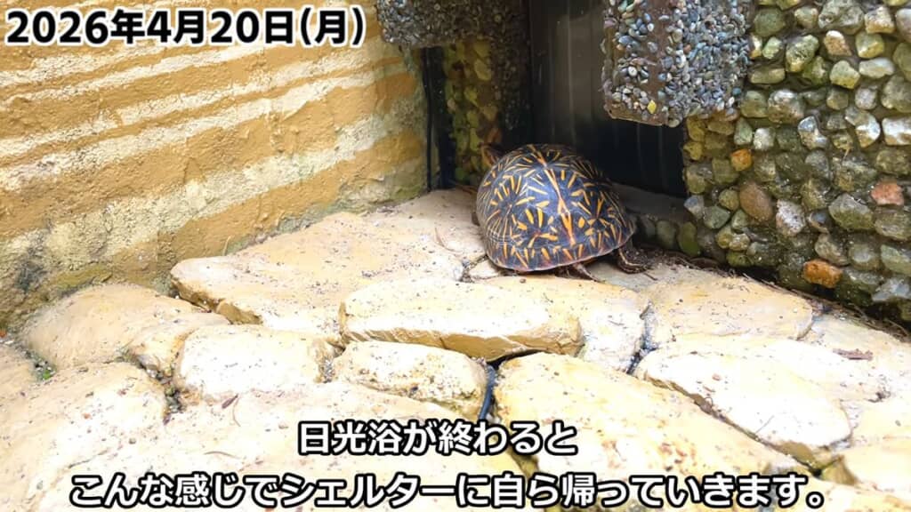 日光浴を終えてシエルターに戻っていくフロリダハコガメ