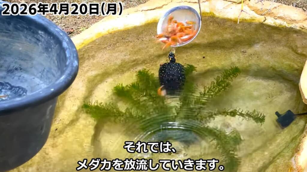 エサ用メダカを池に放つ