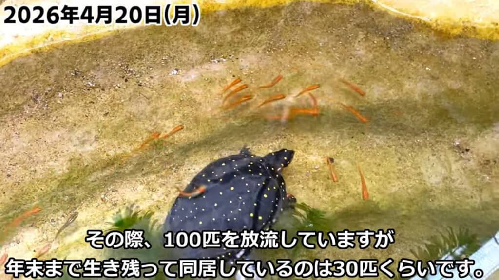 メダカを追いかけるキボシイシガメのメス