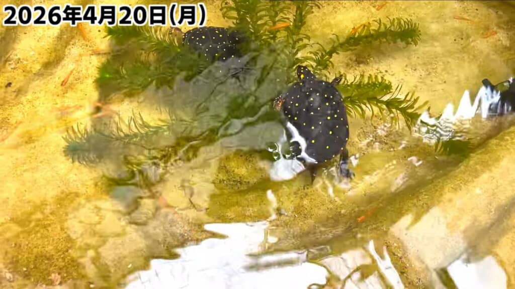メダカを追いかけるキボシイシガメのメスを追いかけるオス