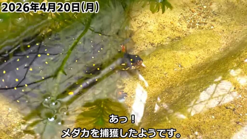 メダカを捕食したキボシイシガメのメス