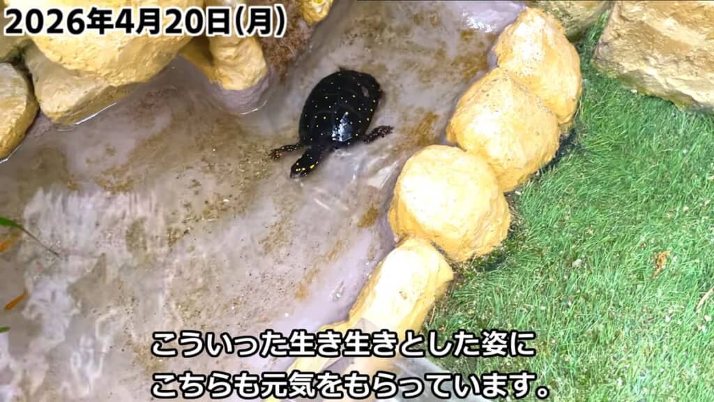 頑張ってメダカを追いかけるキボシイシガメのオス