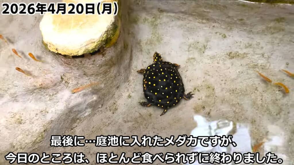 メダカに逃げられてしまうキボシイシガメ