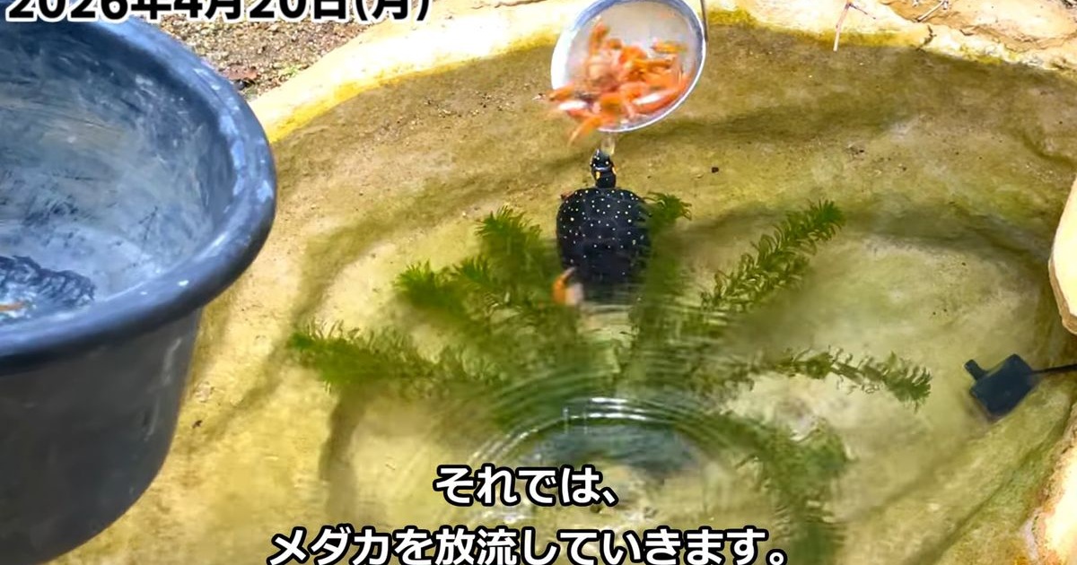 4月、カメがいる庭池に“メダカ100匹”を入れたら…… 驚きの光景に「最高 