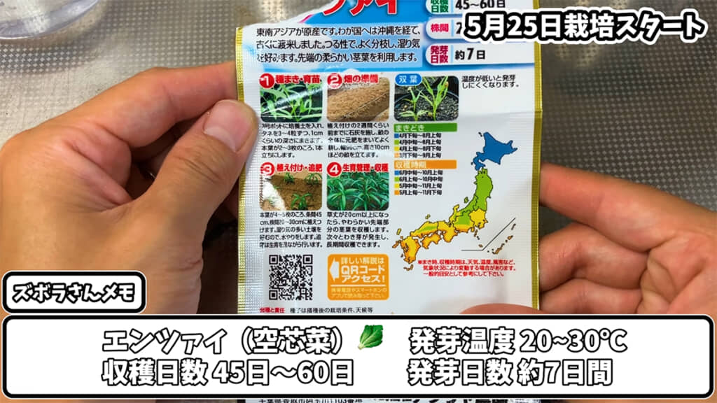 エンツァイ（空芯菜）を植えていきます