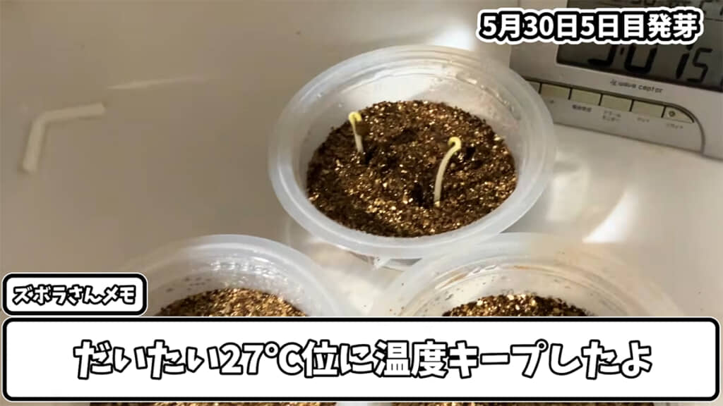 暗所で温度を保ちながら育てたら……