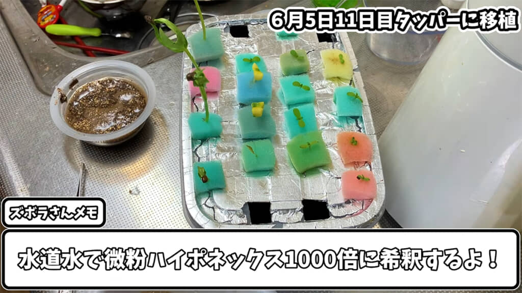とりあえずタッパーで育てていきます