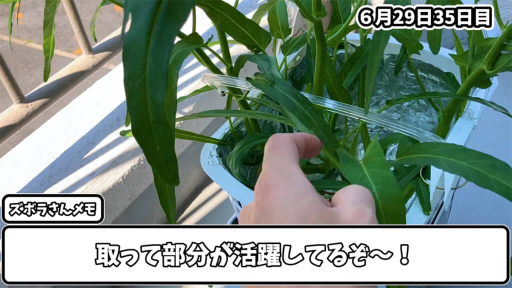 新たな水耕栽培容器がいい感じです