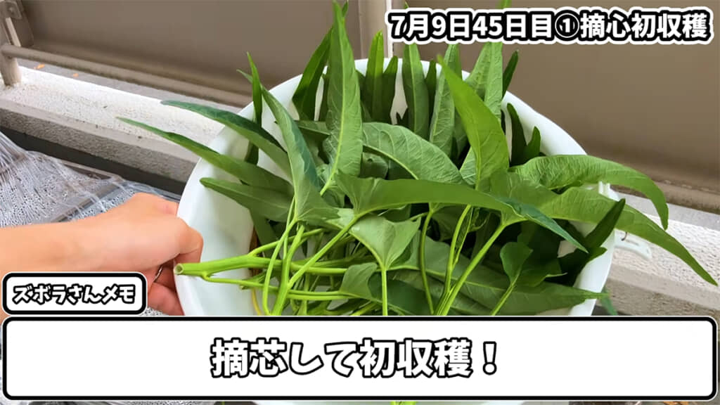 種まきから45日で初収穫を迎えました！