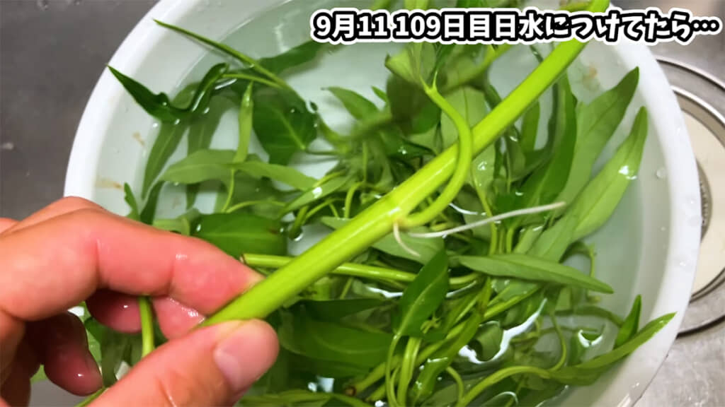 1日水につけるだけで根が出てきます