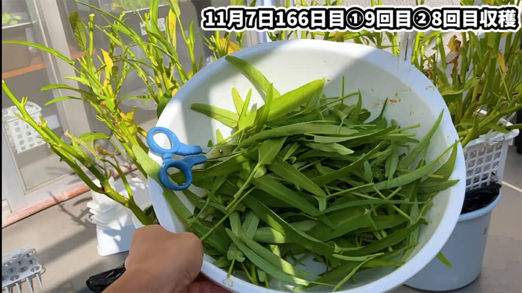 最後の収穫です