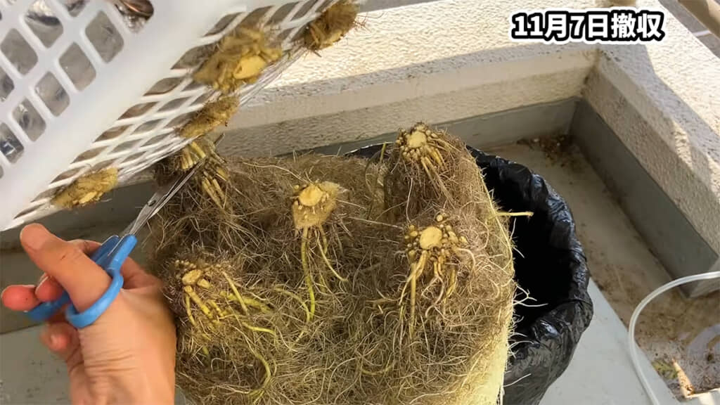 根は驚くほど成長していました