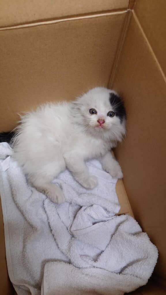 白くてふわふわな子猫が!?