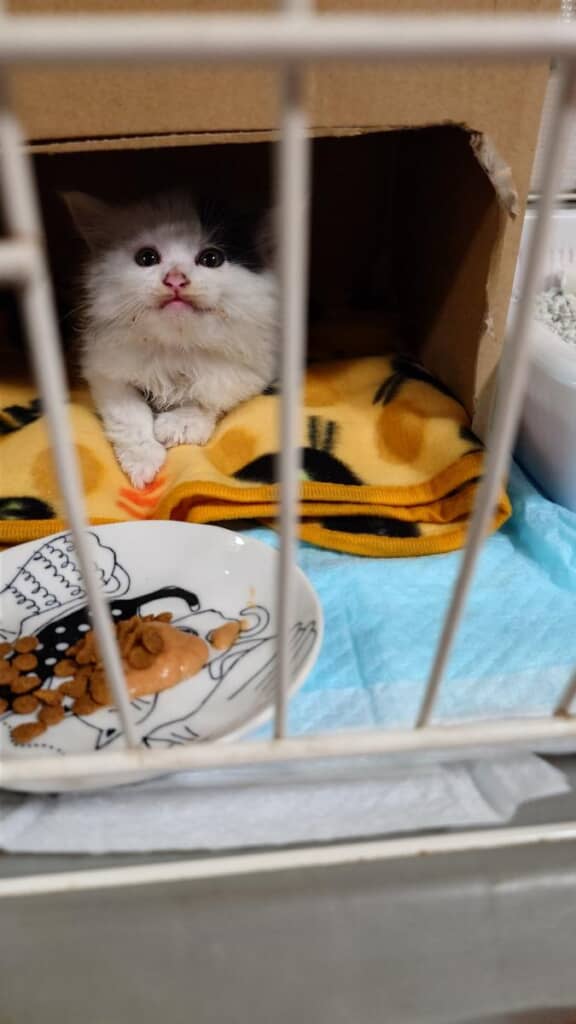 生後1カ月の子猫