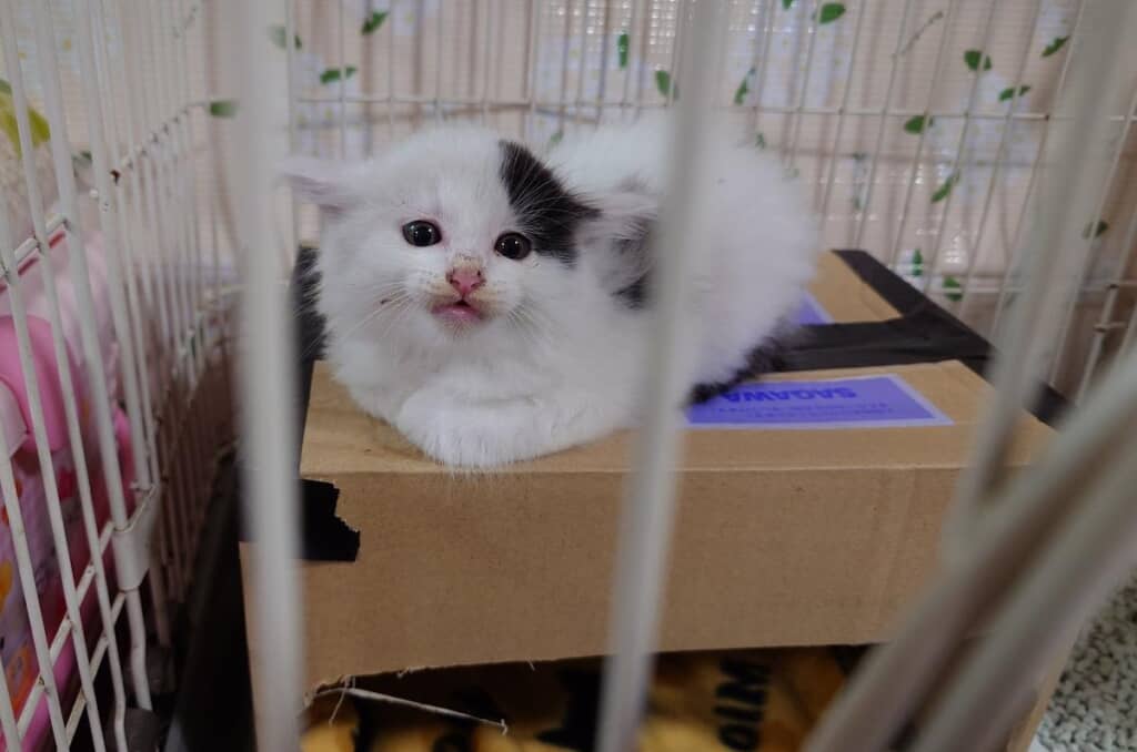 運命的な出会いでお迎えされた子猫