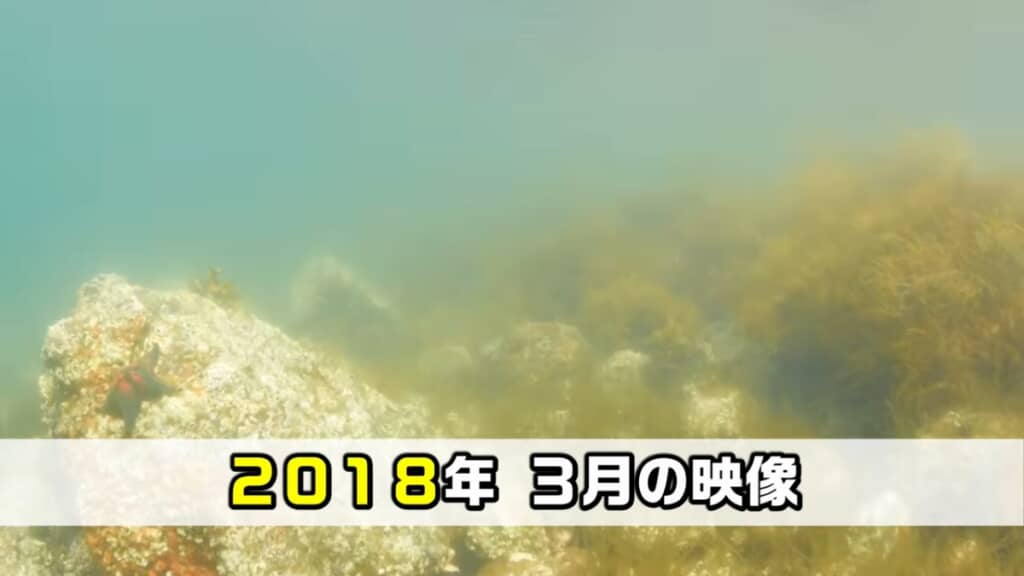海藻がたくさん生えていました