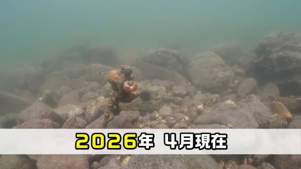 ほとんど海藻がありません