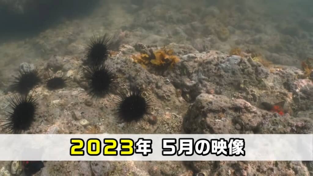 かなり海藻が減りました