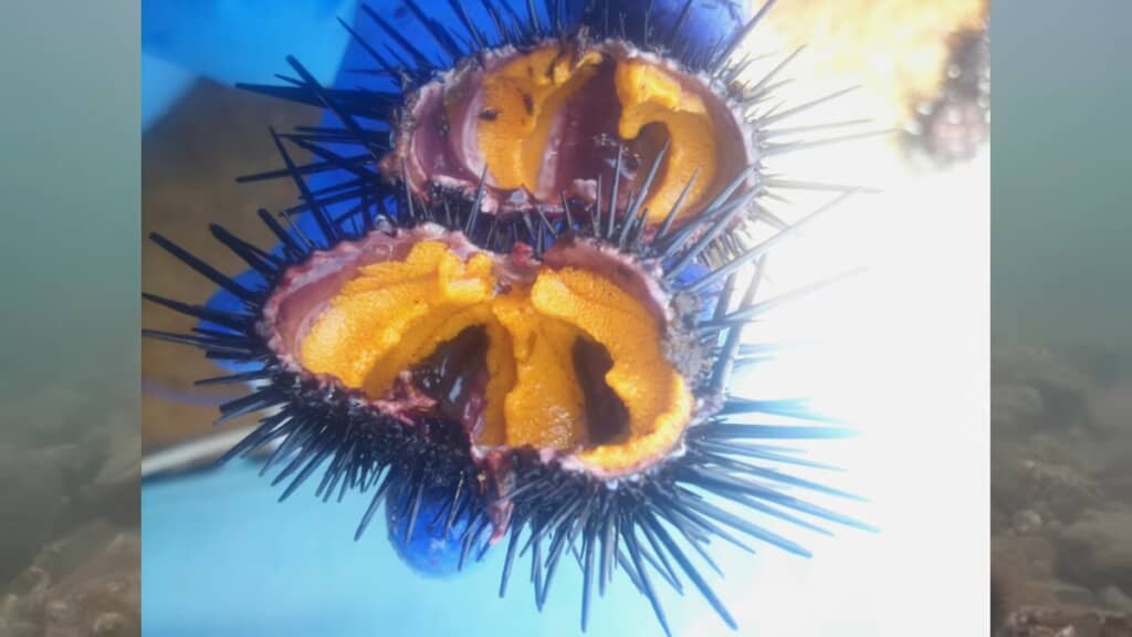 きちんと海藻を食べて育ったウニとは一目瞭然