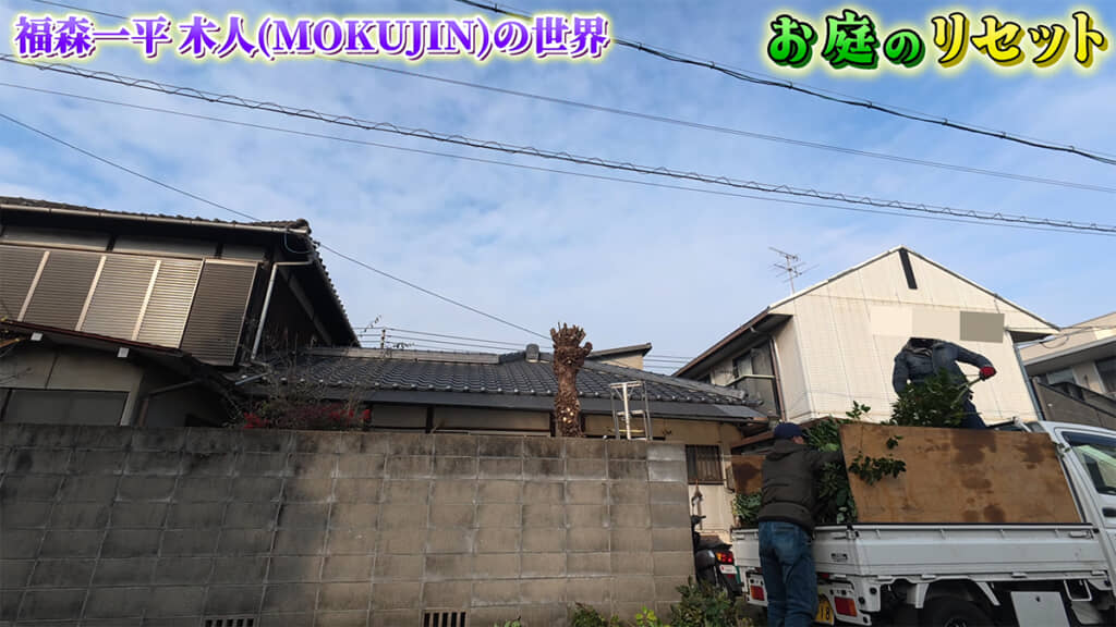 クスノキがすっきりしました