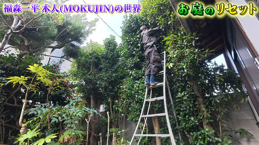 キンモクセイとツバキもばっさり切って