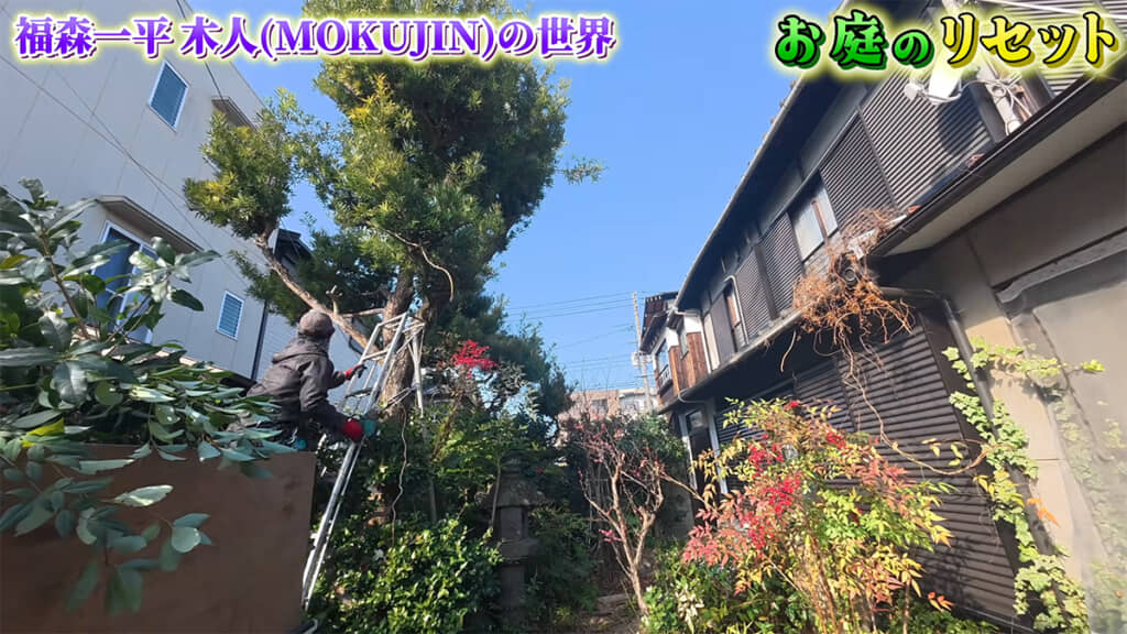 マキの木も剪定して