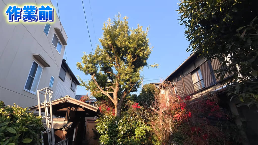 作業前はうっそうとしていたお庭が