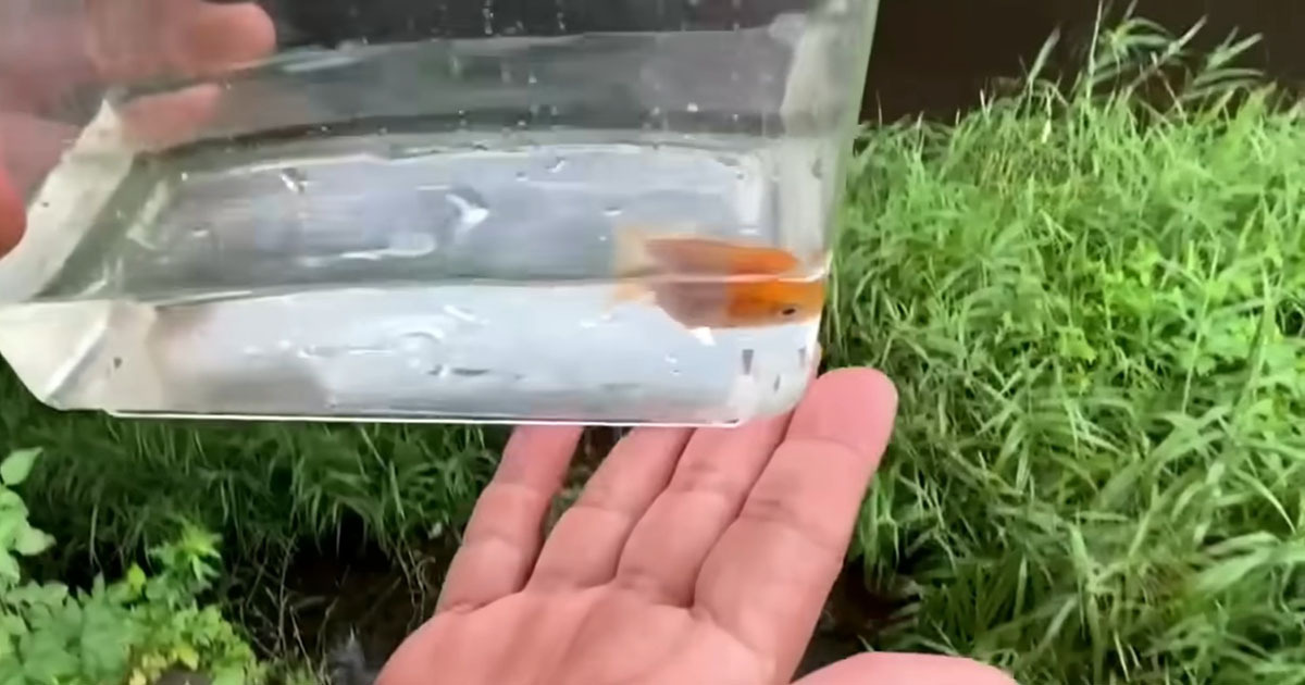 川に捨てられた金魚→大切に育てて10カ月後……　目を疑う変化に「もはや別人ならぬ別金魚」「華麗なる進化」（1/3） | その他生き物 ねとらぼ