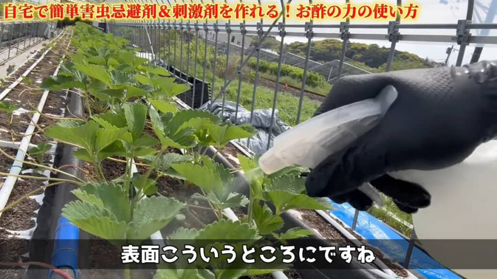 葉の表面に希釈したお酢を散布