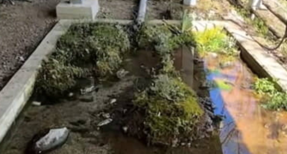 元ヘドロだらけの生け簀→“絶滅危惧種”を30匹放つと……　驚きの仕上がりに「素敵なビオトープ」「産卵したらいいなぁ」（1/3） | その他生き物 ねとらぼ