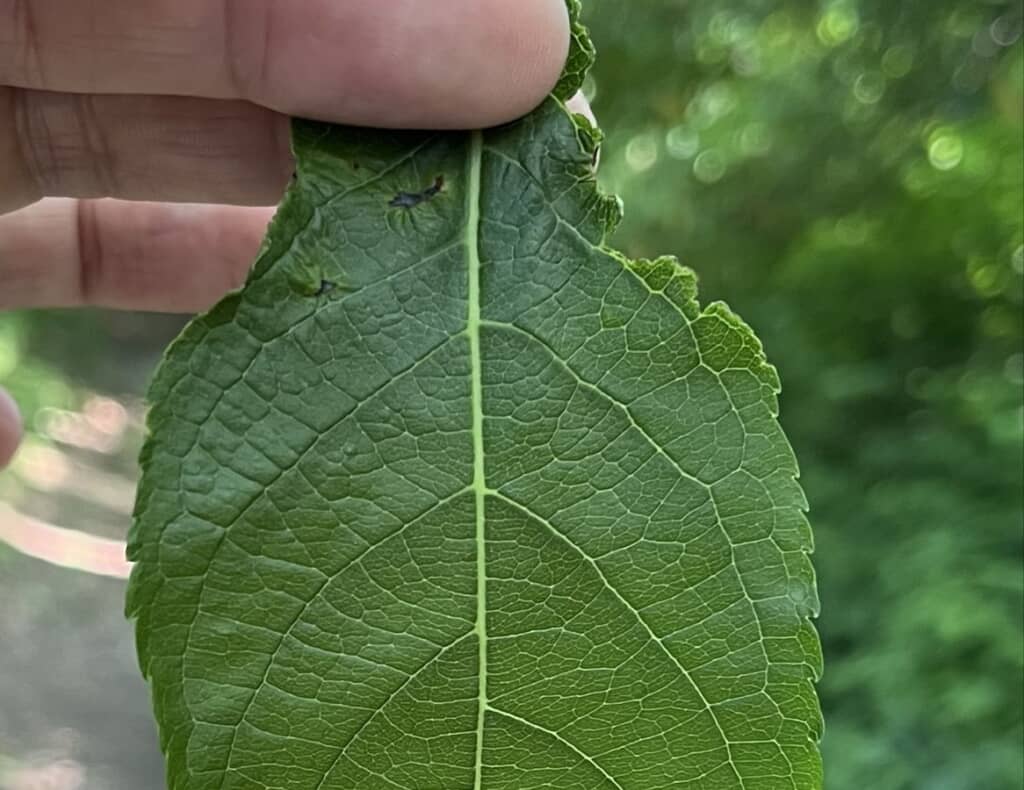 植物園で撮影したトチュウの葉