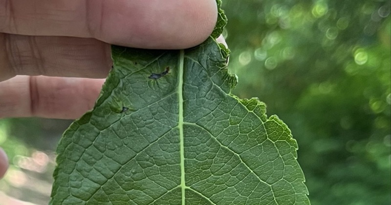 親子で植物園へ→見知らぬおじいさんから“1枚の葉っぱ”を手渡され