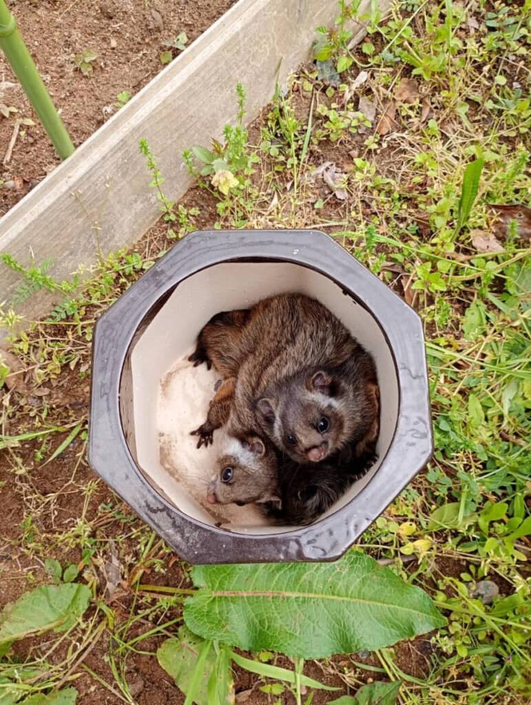 かわいらしい姿でひょっこり