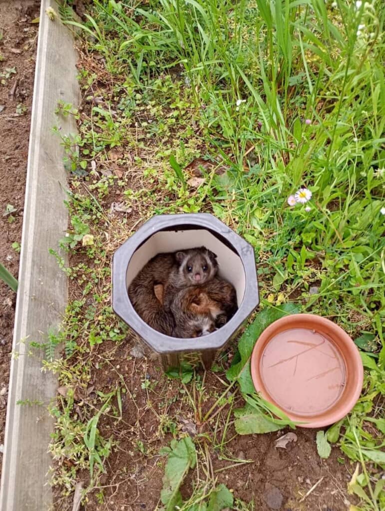 正体は野生のムササビ