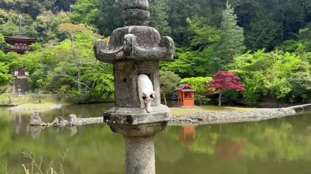 灯籠からまさかの猫が……!