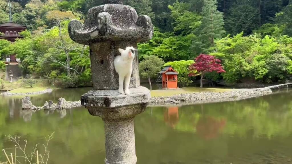 周りを見回す猫ちゃん