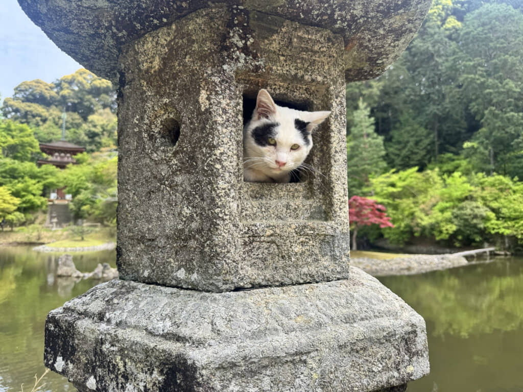 (どうしよう……)